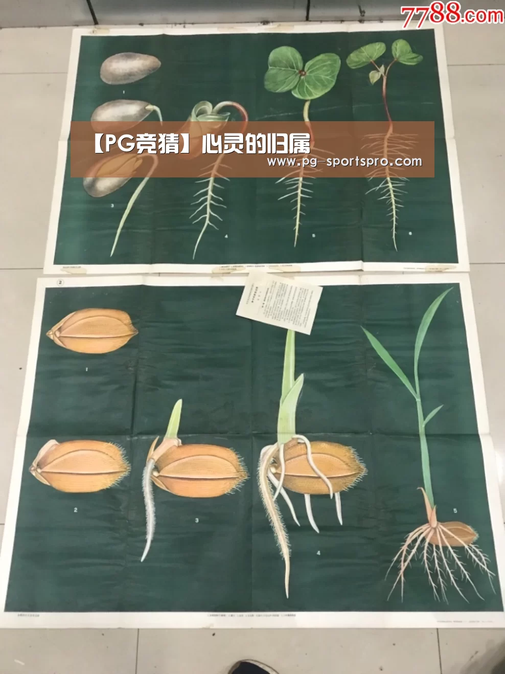 【PG竞猜】心灵的归属(图2) PG足球